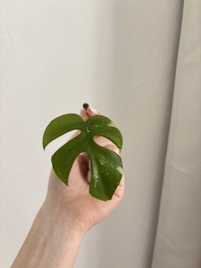 Rhaphidophora Tetrasperma variegata