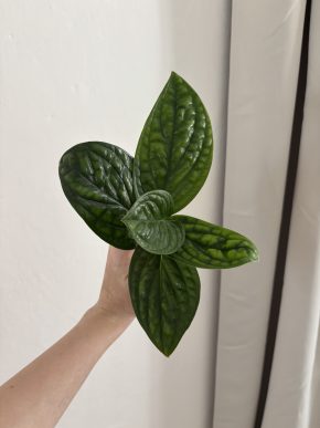 Monstera Peru řízky