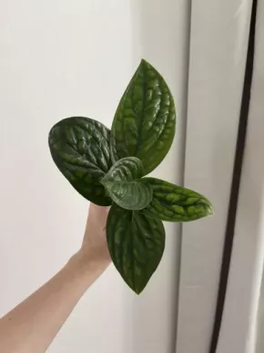 Monstera Peru řízky