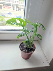 IMG_20250604_091754.jpg