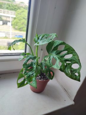 Monstera Adansonii monkey leaf #1