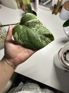 Monstera Albo variegata