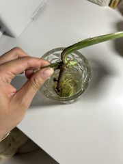 IMG_6440.jpeg
