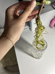 IMG_6442.jpeg