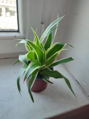 Chlorophytum comosum Ocean / Zelenec 'Ocean' #2