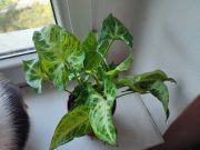 IMG_20250604_090843.jpg
