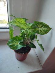 IMG_20250604_090832.jpg