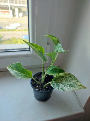 Šplhavnice / epipremnum / pothos marble queen #5