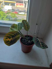 IMG_20250604_091008.jpg