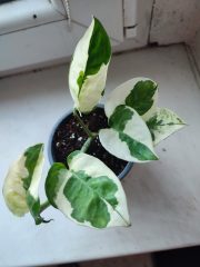 IMG_20250604_090918.jpg