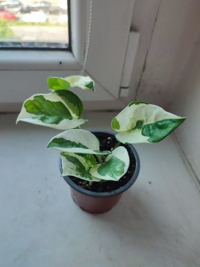 Šplhavnice / epipremnum / pothos N'joy #6