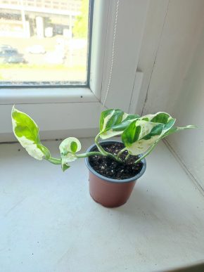 Šplhavnice / epipremnum / pothos N'joy #7