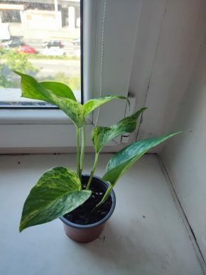 Šplhavnice / epipremnum / pothos marble queen #7