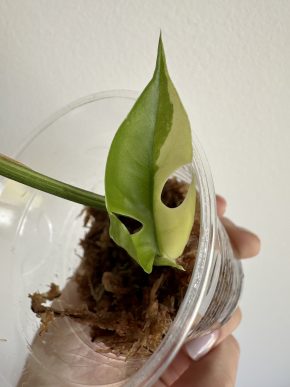 Rhaphidophora tetrasperma variegata