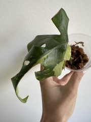 IMG_5548.jpeg