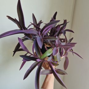Tradescantia