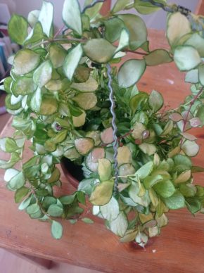 Hoya Heuschkeliana Variegata