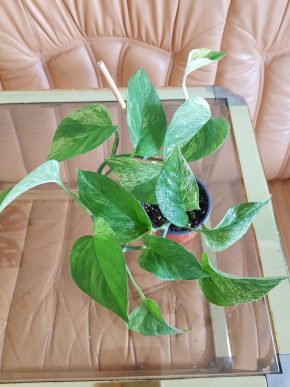 Epipremnum Marble QUEEN