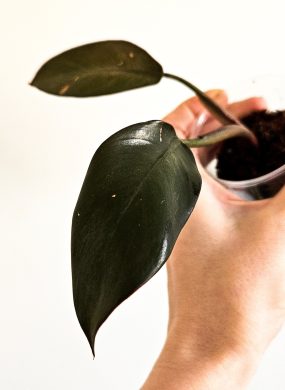 Philodendron black cardinal