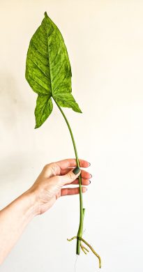 Syngonium mojito