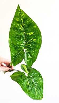 Syngonium Panda