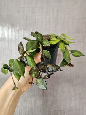 Hoya krohniana 'Black leaves'
