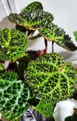 Begonia ferox Troll
