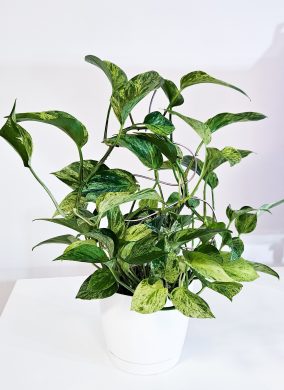 Epipremnum marble queen