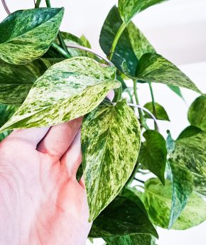 Epipremnum marble queen