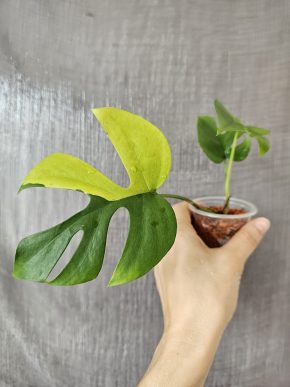 Rhaphidophora tetrasperma (aurea) variegata