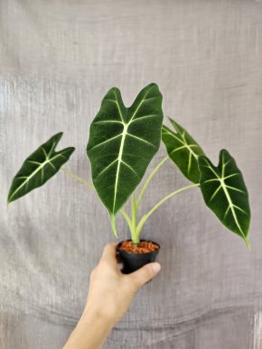 Alocasia Frydek