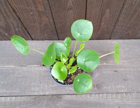 Pilea peperomioides 5