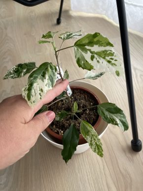Hibiscus rosa sinensis var.