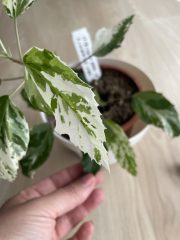 IMG_4658.jpeg