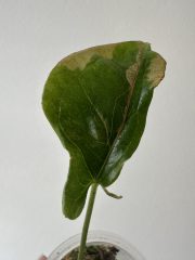 IMG_5510.jpeg