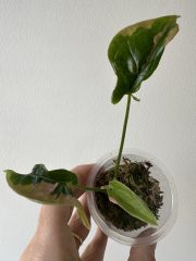 IMG_5507.jpeg