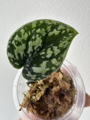 Scindapsus dark Borneo tricolor
