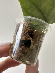 IMG_5515.jpeg