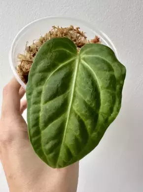 Anthurium villenaorum