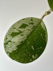 IMG_5221.jpeg