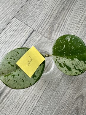 Hoya obovata silver splash větší