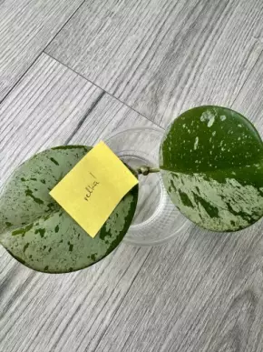 Hoya obovata silver splash větší