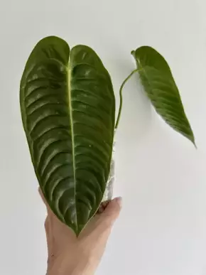 Anthurium veitchii