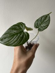 IMG_5653.jpeg