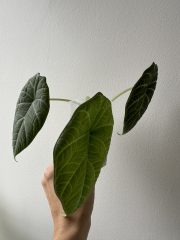 IMG_5677.jpeg