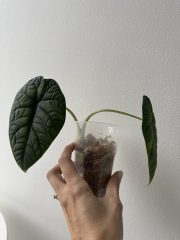 IMG_5683.jpeg