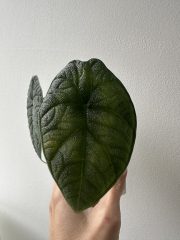 IMG_5682.jpeg