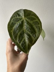 IMG_5696.jpeg
