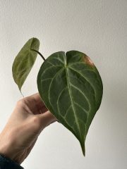 IMG_5698.jpeg