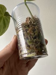IMG_5697.jpeg